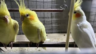 Cockatiel For Sale - All Birds