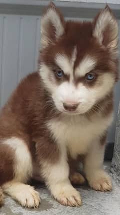 Wolly Coat Husky Male/ Female Puppies