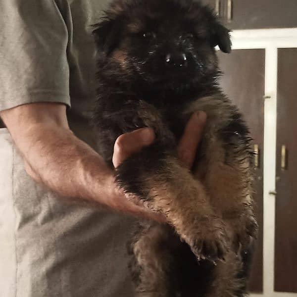 German Shepherd Puppy for sale, 0