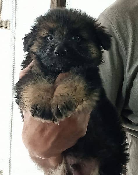 German Shepherd Puppy for sale, 3