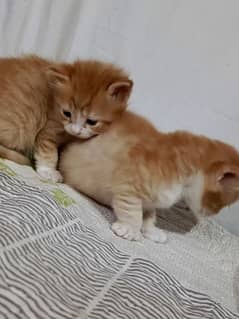 2 Persian kittens ( Male & Female )