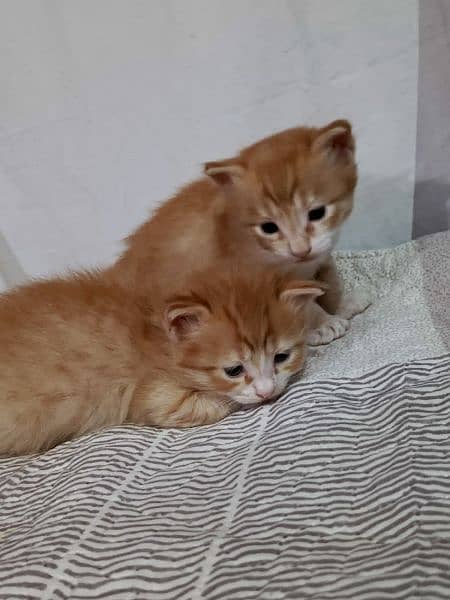 2 Persian kittens ( Male & Female ) 1