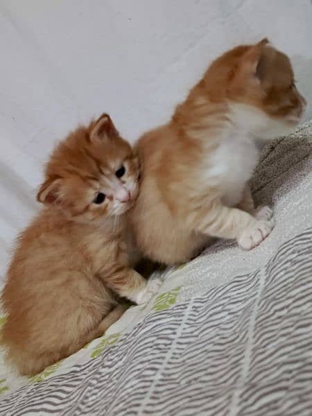 2 Persian kittens ( Male & Female ) 2