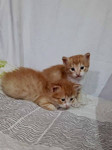 2 Persian kittens ( Male & Female ) 3