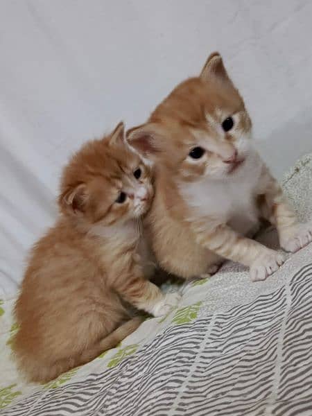 2 Persian kittens ( Male & Female ) 4