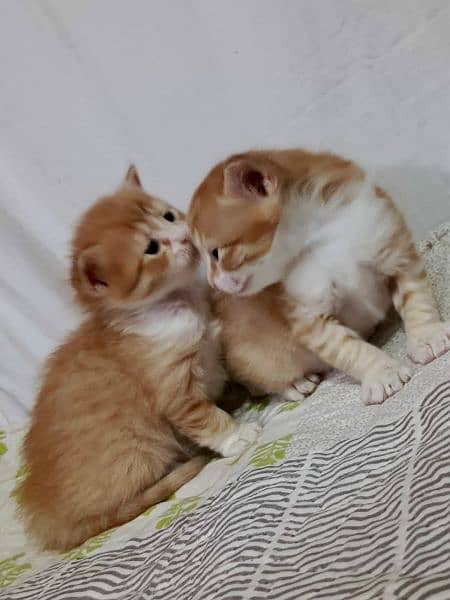 2 Persian kittens ( Male & Female ) 5