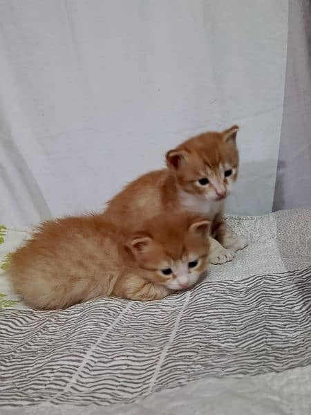 2 Persian kittens ( Male & Female ) 6