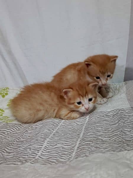2 Persian kittens ( Male & Female ) 7