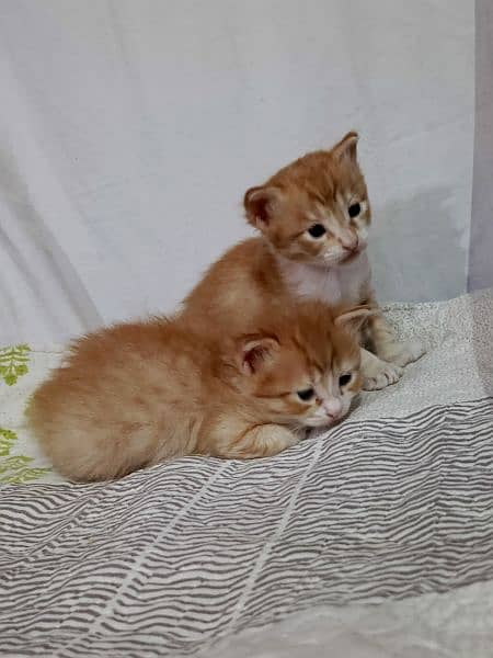 2 Persian kittens ( Male & Female ) 8