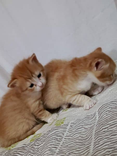 2 Persian kittens ( Male & Female ) 9