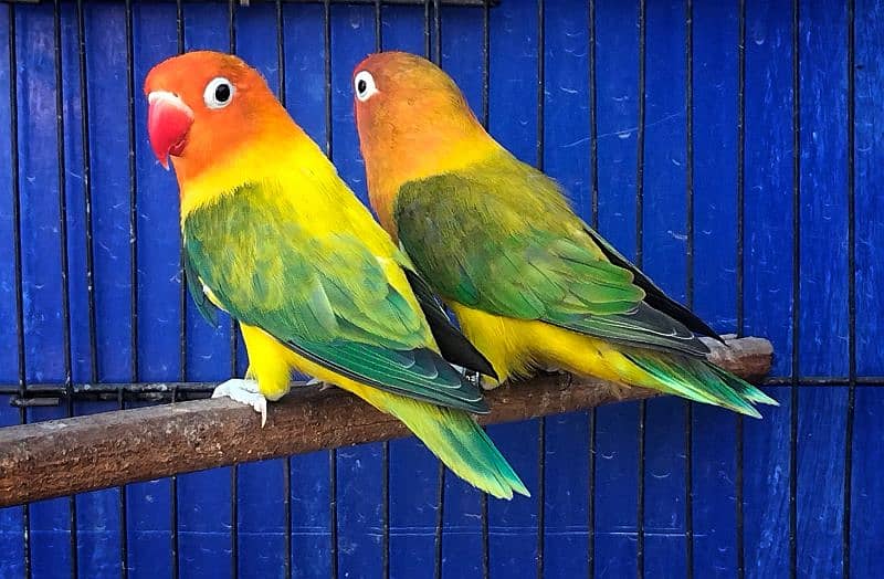 love birds pathy or breeder pair 1