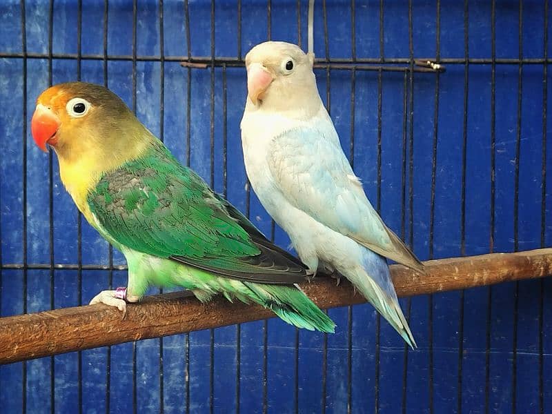love birds pathy or breeder pair 2