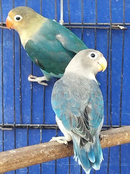 love birds pathy or breeder pair 3