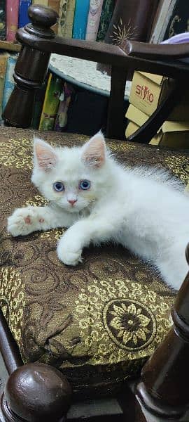 0/3/1/1/3/5/5/6/7/8/8 Persian cat 3 Cort female 0