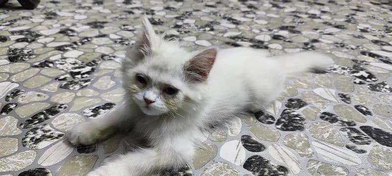 0/3/1/1/3/5/5/6/7/8/8 Persian cat 3 Cort female 2