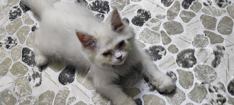 0/3/1/1/3/5/5/6/7/8/8 Persian cat 3 Cort female 3