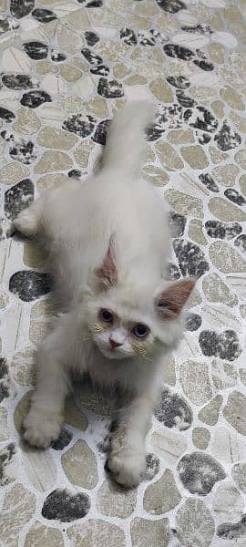 0/3/1/1/3/5/5/6/7/8/8 Persian cat 3 Cort female 4
