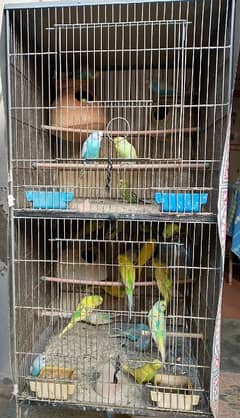 Budgie Parrots For Sale Per pcs 250