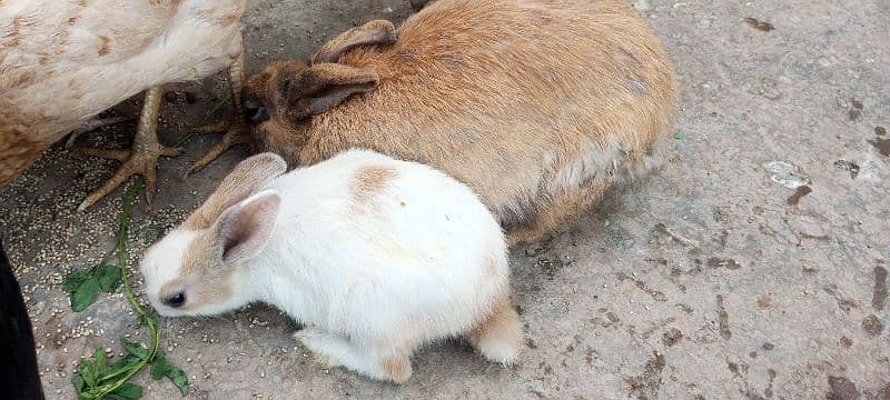 goldan mesri murgha and rabbits 6