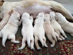 British labradog puppies pedigree