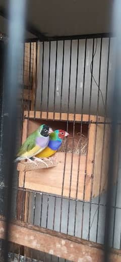 Gouldian Breeder pairs 0