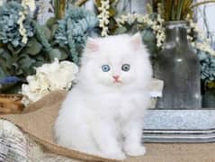 Persian cats White females Male Doll Face three coated