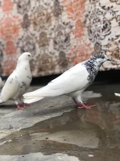Pigeons kabootar for sale