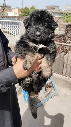 long coat gsd puppies for sale