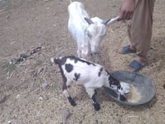 female goat for sale with one male baby goat .