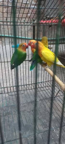 grewn fisher breeder apir for sale or lutino persanate pair for sale 2