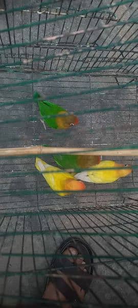 grewn fisher breeder apir for sale or lutino persanate pair for sale 3