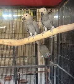 Hand tamed parrots