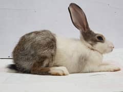 Bunnies and Rabbits for sale Urgently