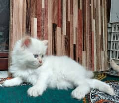 Persian Kittens | Blue Eyes Cats | Triple Coat Cat | Semi Pounch Face
