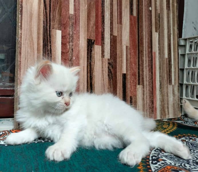 Persian Kittens | Blue Eyes Cats | Triple Coat Cat | Semi Pounch Face 0