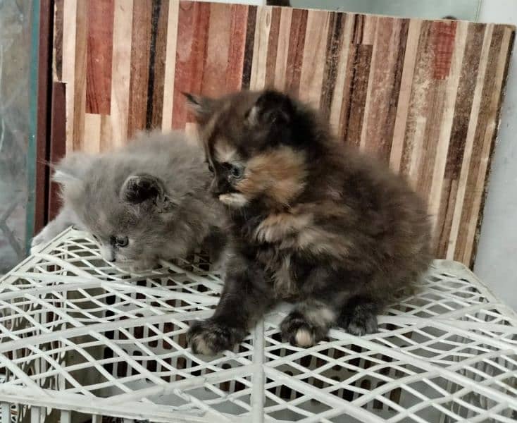Persian Kittens | Blue Eyes Cats | Triple Coat Cat | Semi Pounch Face 1