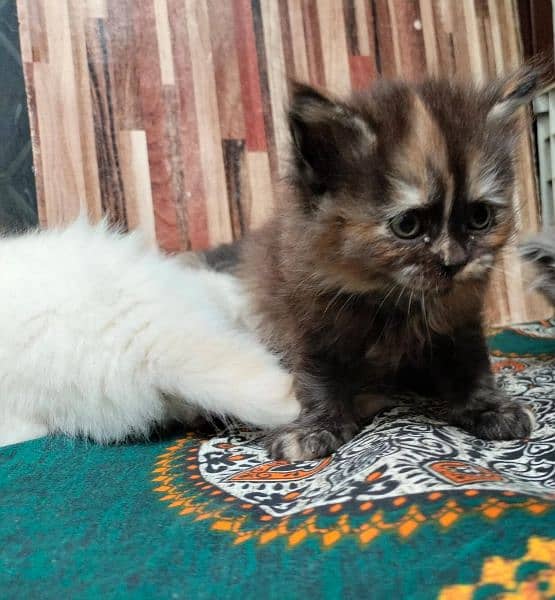 Persian Kittens | Blue Eyes Cats | Triple Coat Cat | Semi Pounch Face 2