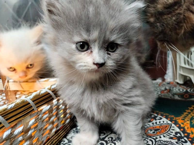 Persian Kittens | Blue Eyes Cats | Triple Coat Cat | Semi Pounch Face 3