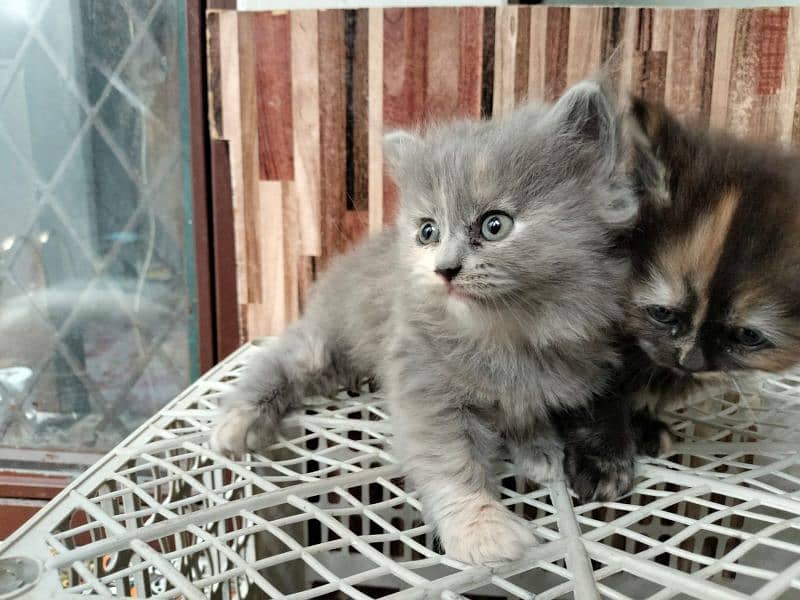 Persian Kittens | Blue Eyes Cats | Triple Coat Cat | Semi Pounch Face 4