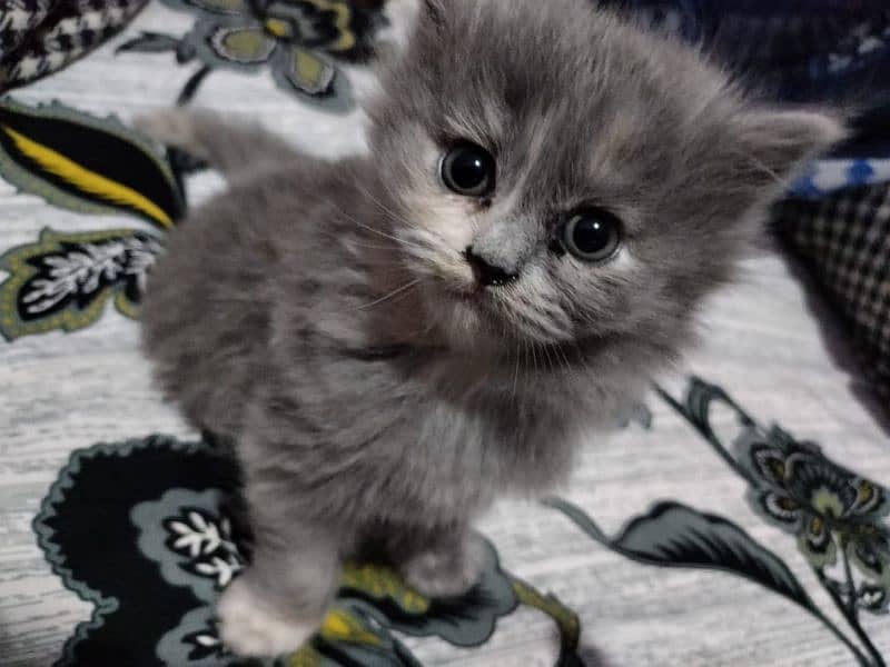 Persian Kittens | Blue Eyes Cats | Triple Coat Cat | Semi Pounch Face 5