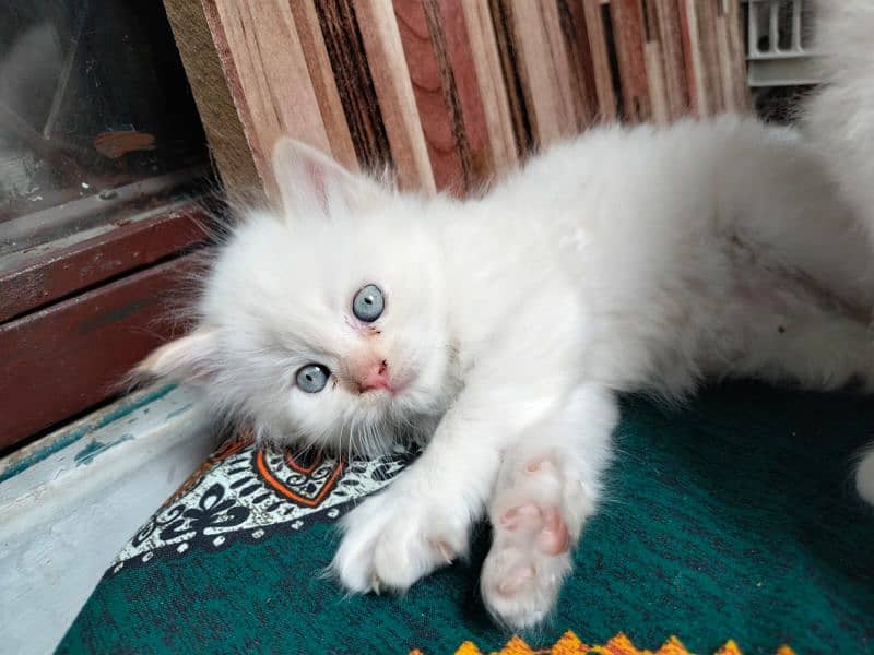 Persian Kittens | Blue Eyes Cats | Triple Coat Cat | Semi Pounch Face 6