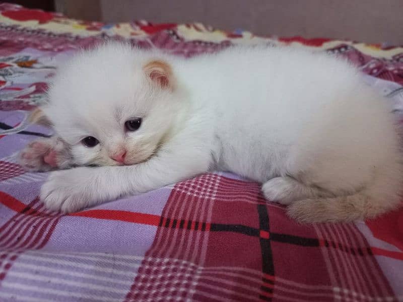 Persian Kittens | Blue Eyes Cats | Triple Coat Cat | Semi Pounch Face 7