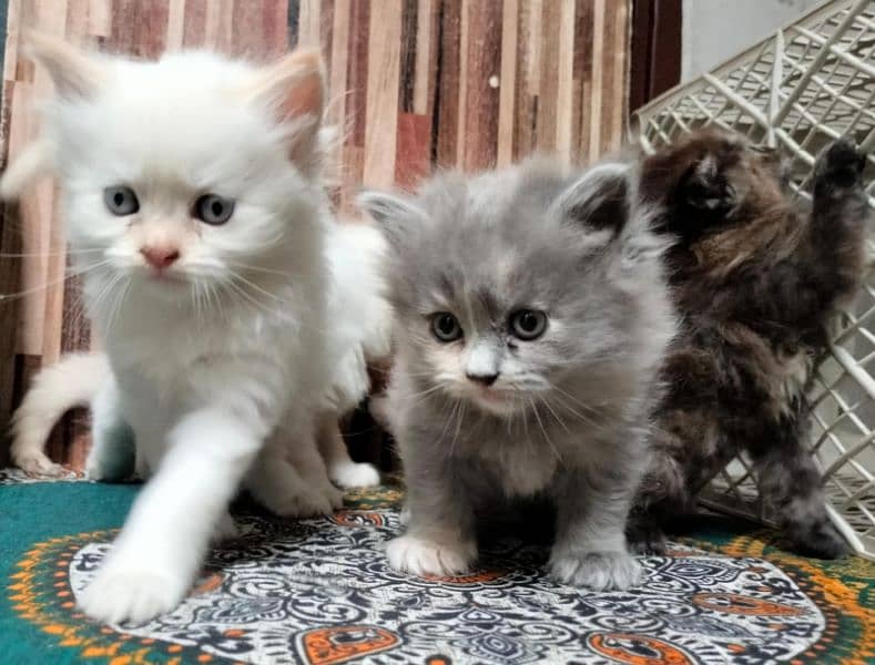 Persian Kittens | Blue Eyes Cats | Triple Coat Cat | Semi Pounch Face 8