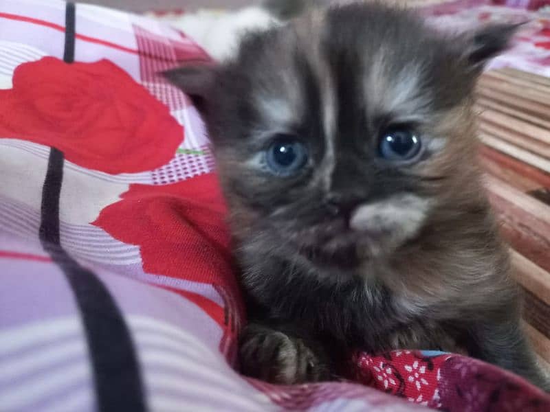 Persian Kittens | Blue Eyes Cats | Triple Coat Cat | Semi Pounch Face 11