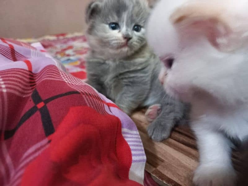 Persian Kittens | Blue Eyes Cats | Triple Coat Cat | Semi Pounch Face 12