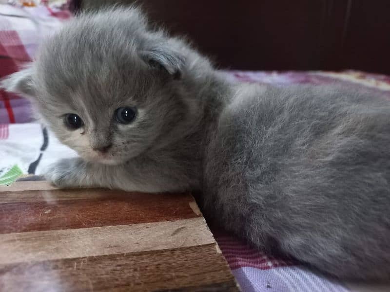 Persian Kittens | Blue Eyes Cats | Triple Coat Cat | Semi Pounch Face 13
