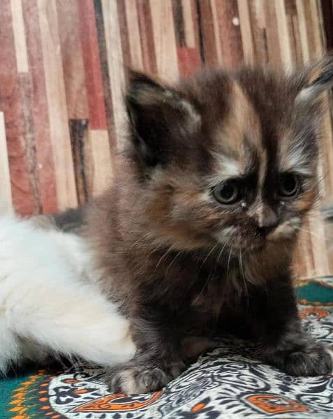 Persian Kittens | Blue Eyes Cats | Triple Coat Cat | Semi Pounch Face 15