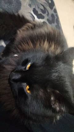 Black Persian cat double coat
