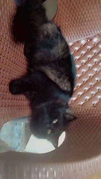 Black Persian cat double coat 1