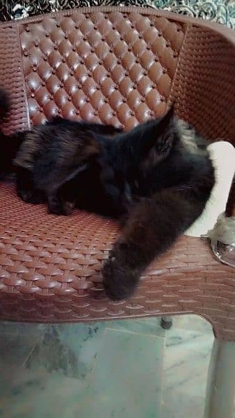Black Persian cat double coat 2